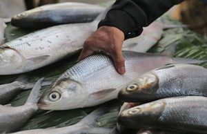 Manfaatkan Sisik Ikan Bandeng Jadi Produk yang Bernilai Jual Tinggi