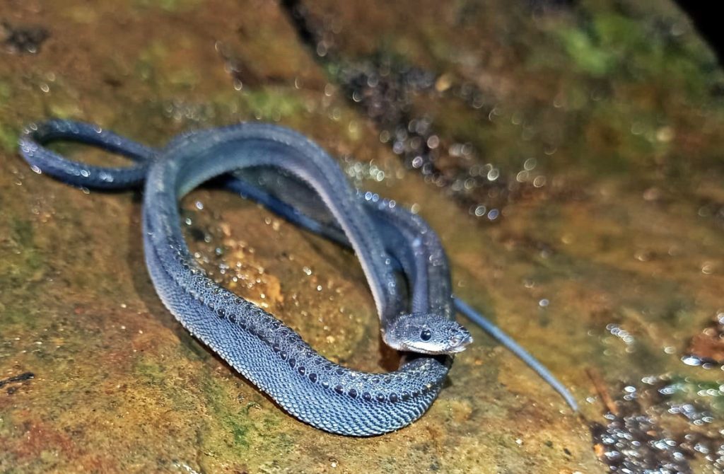 Ular naga di sanggabuana