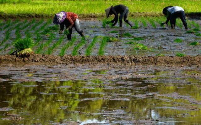 images - 2022-12-13T191018.378 Produksi beras karawang