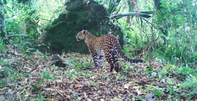 IMG-20230221-WA0041 Macan tutul di lereng sanggabuana