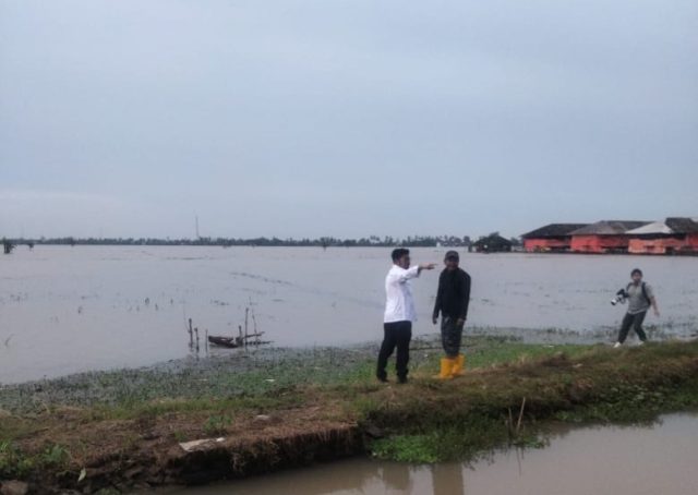 Sawah karawang gagal panen