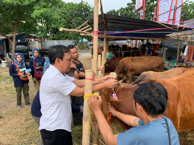 Pengecekan hewan kurban di karawang
