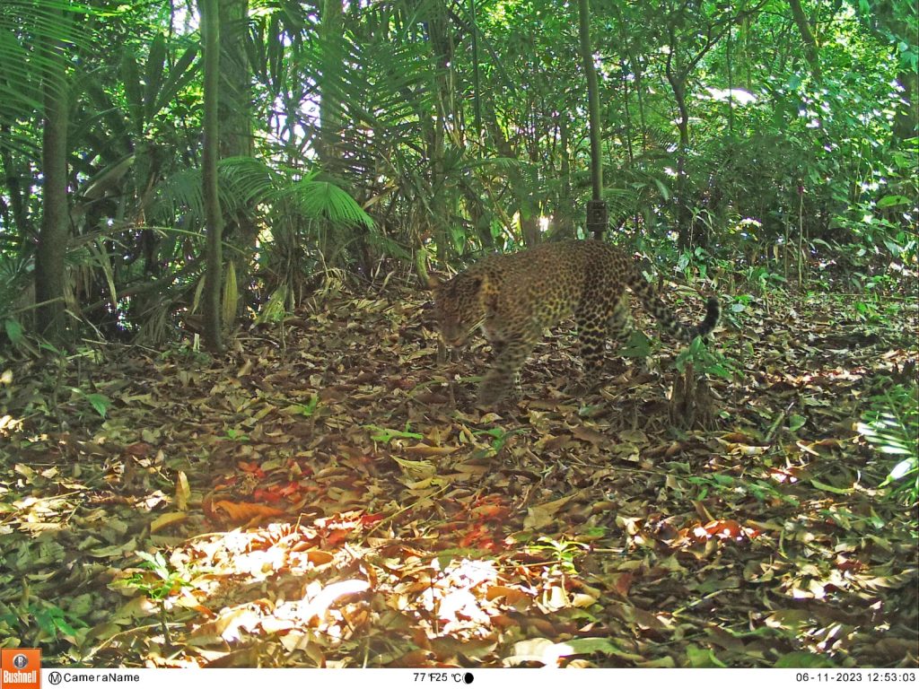 Macan tutul sanggabuana di purwakarta