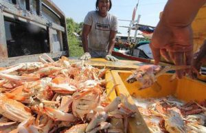 Tangkapan Menyusut, Harga Rajungan di Karawang Naik hingga Rp 170 Ribu per Kilogram Harga rajungan di karawang naik
