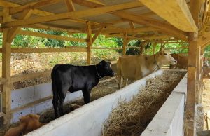 Bantuan sapi hilang di purwakarta