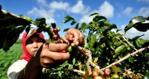 Kopi subang go internasional