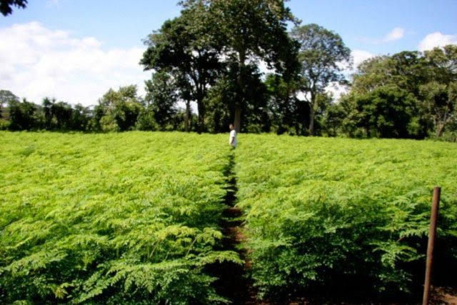 Perkebunan kelor di purwakarta