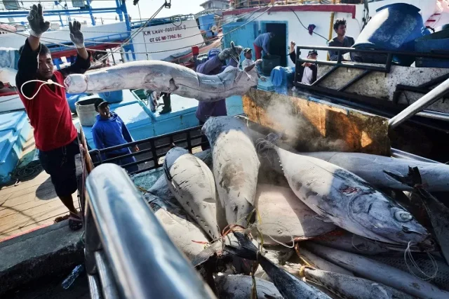 Ikan tongkol untuk stunting