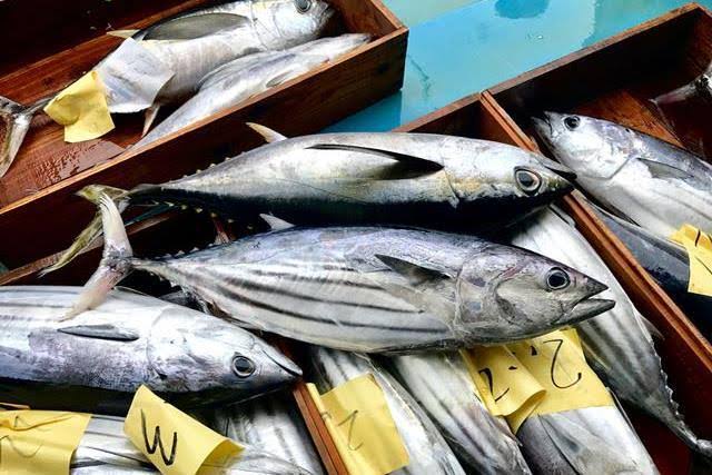 Ikan tongkol untuk stunting