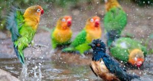 Hewan aktif saat hujan