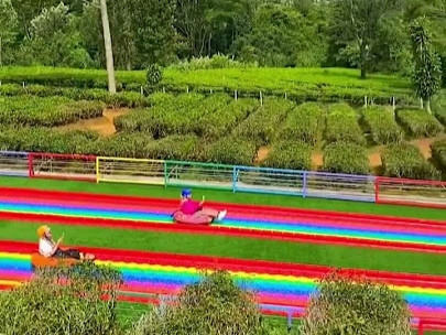 Goalpara tea park