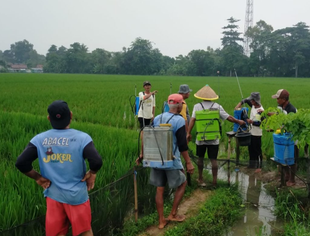 Sawah karawang gagal tanam