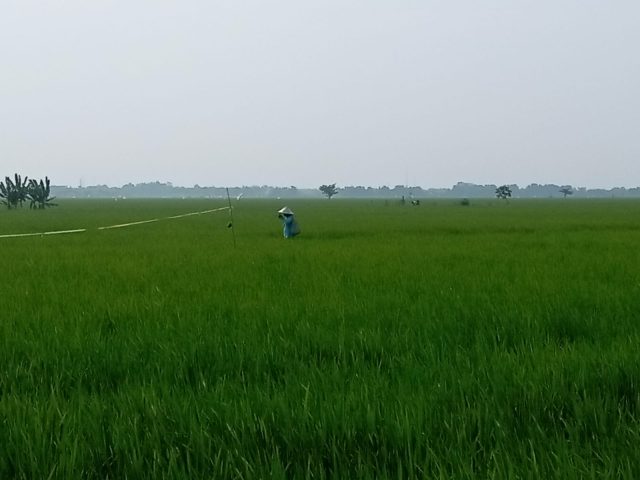 Sawah karawang diserang hama sundep