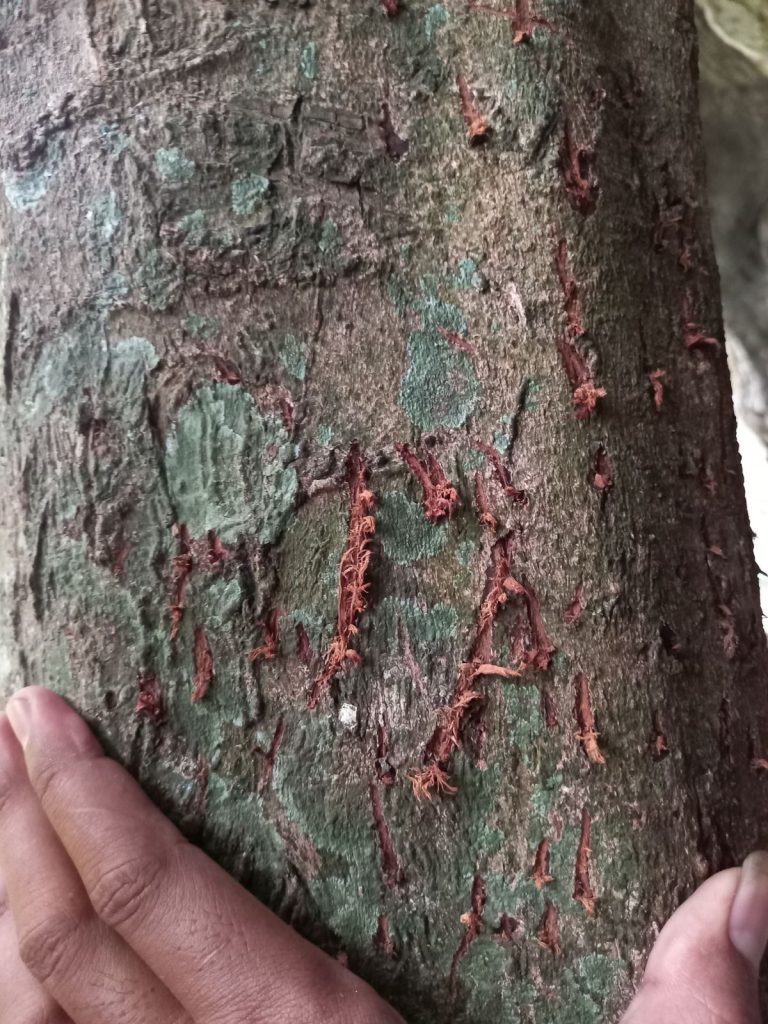 Kambing di karawang diterkam macan tutul jawa