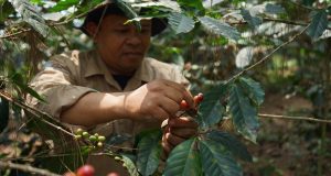 Pupuk kujang bantu petani kopi