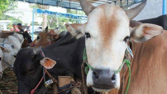 images (80) Pemkab karawang hewan kurban