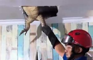 Damkar biawak jumbo di karawang