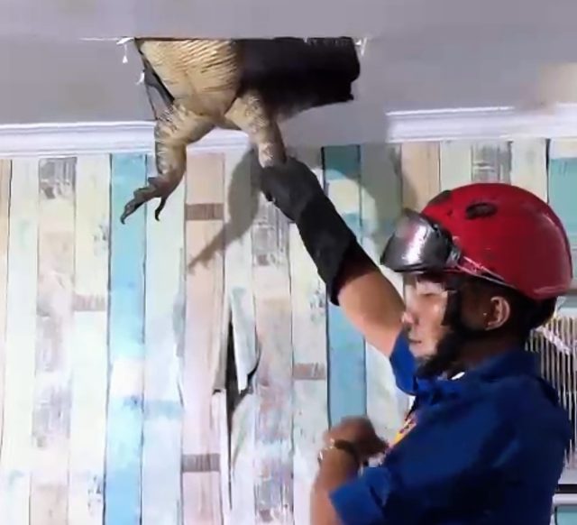 Damkar biawak jumbo di karawang