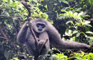 Owa jawa sanggabuana karawang