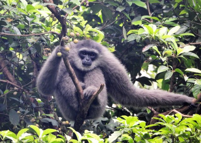 IMG-20240731-WA0027 Owa jawa sanggabuana karawang