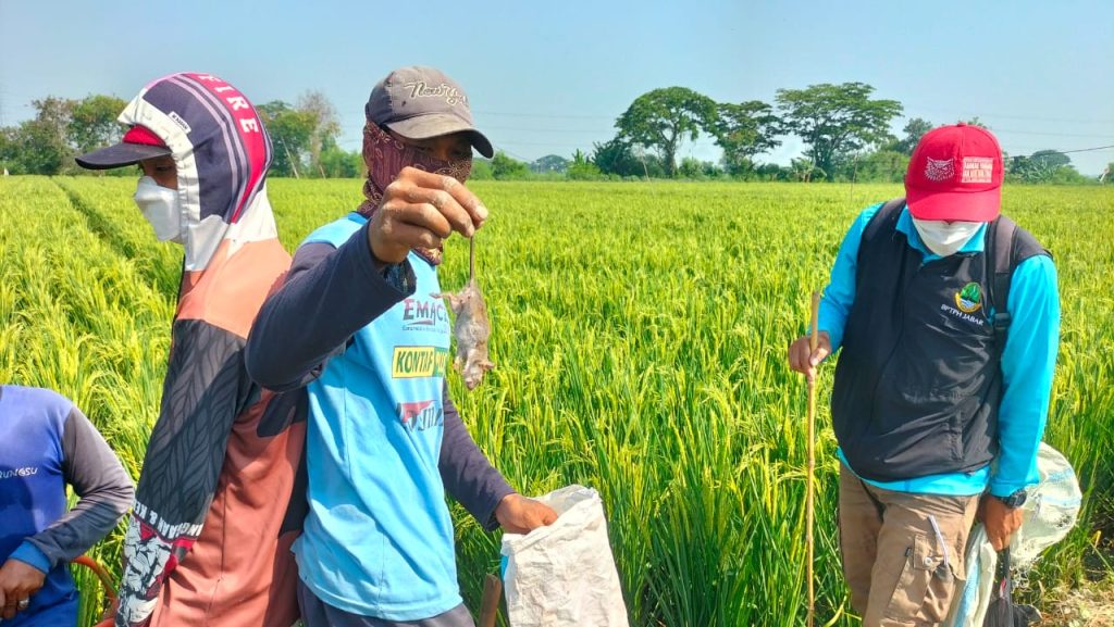 Sawah di kutawaluya karawang gagal panen