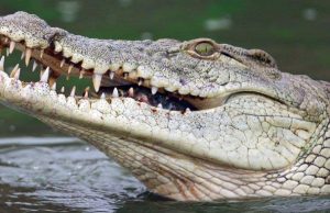 Warga Karawang Resah Penampakan Buaya di Sungai Cibeet, Kostrad TNI Turun Tangan Warga Karawang resah penampakan buaya