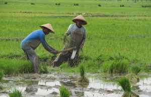 Stok pupuk musim tanam di karawang