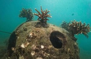 Modul Terumbu Karang Buatan ke-420 di Pesisir Karawang dari PHE ONWJ Terumbu karang phe onwj