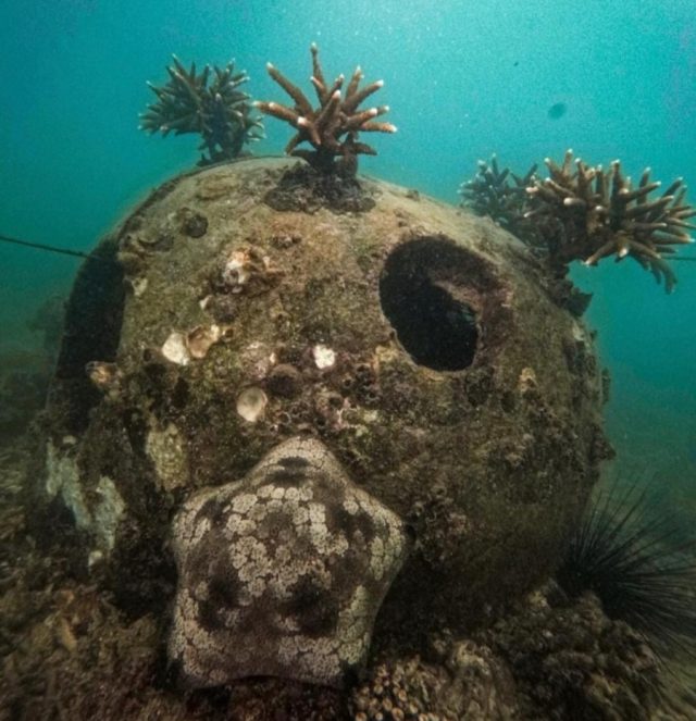 Terumbu karang phe onwj