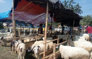 Pedagang Hewan Kurban di Karawang Ngeluh Penjualan Anjlok: Mungkin Lagi pada Susah Penjualan hewan kurban di karawang