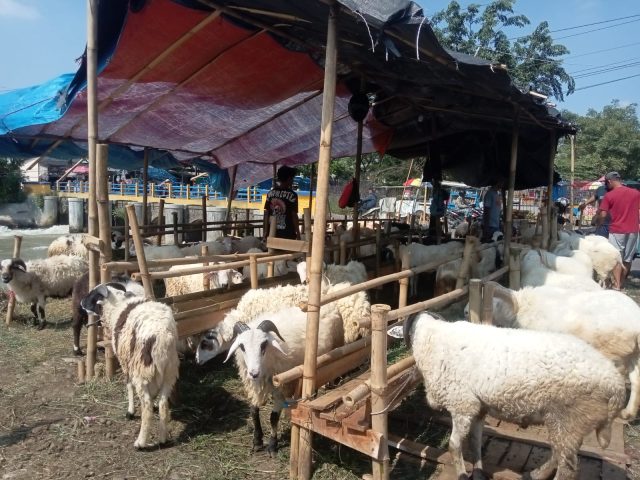 Penjualan hewan kurban di karawang