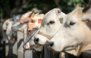 Jelang Idul Adha, Ini Anjuran MUI Karawang saat Sembelih Hewan Kurban Mui karawang hewan kurban