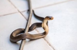 Puluhan Warga Karawang Digigit Ular Berbisa, Dua di Antaranya Tewas Warga karawang digigit ular