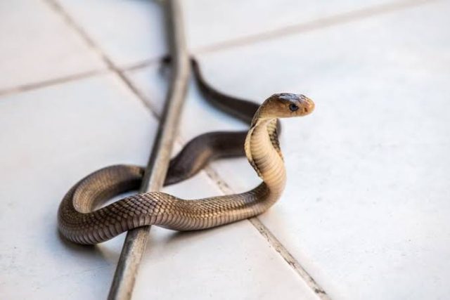 Warga karawang digigit ular