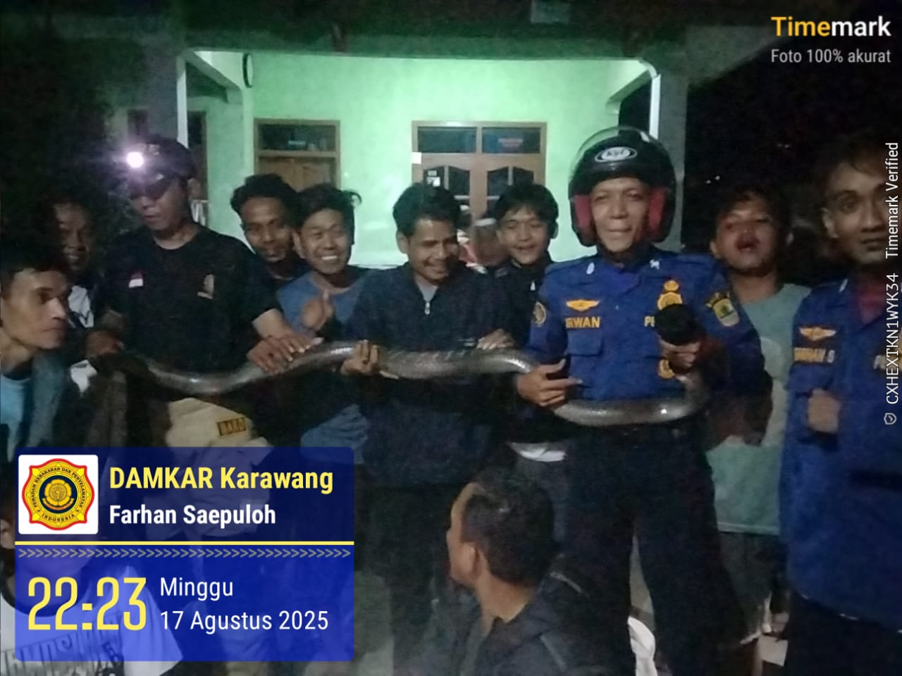 King cobra di karawang