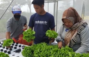 Kemandirian Pangan Butuh Inovasi Petani Milenial dan Dukungan Kebijakan Petani milenial