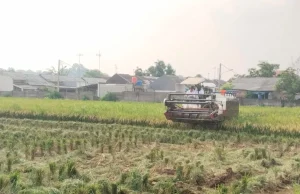 Purwakarta Surplus Produksi, Puncak Panen Raya Padi Diprediksi September 2025 Panen raya padi purwakarta