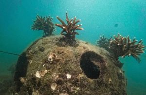 Rumah-Rumah Sunyi di Dasar Laut Tangkolak Terumbu karang di karawang