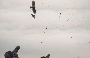 Burung pemangsa siberia di karawang