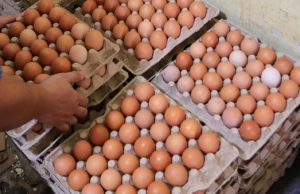 Harga telur mbg karawang