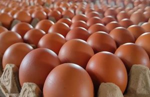 Harga telur mbg naik di karawang