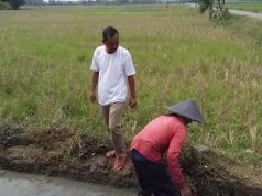 Saluran Irigasi di Karawang Macet, Legislator Ini Turun Langsung Bersih-bersih Saluran irigasi karawang macet