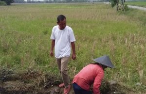 Saluran Irigasi di Karawang Macet, Legislator Ini Turun Langsung Bersih-bersih Saluran irigasi karawang macet