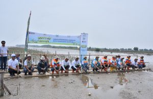 Bibit mangrove di pesisir karawang