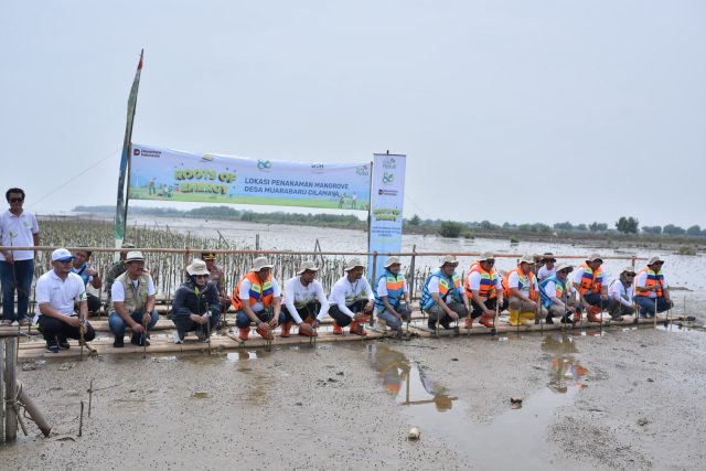 Bibit mangrove di pesisir karawang