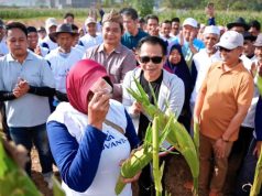 Purwakarta panen raya jagung manis