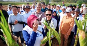 Purwakarta panen raya jagung manis