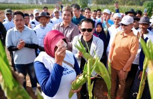 Purwakarta panen raya jagung manis