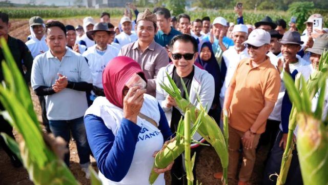 Purwakarta panen raya jagung manis