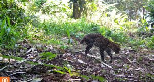 Macan tutul karawang ditembak pemburu liar